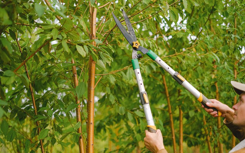 Tree trimming in Paragon, IN